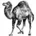 Simple Perl Icon Image