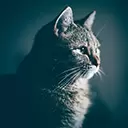Kitty Time 0.5.1 Extension for Visual Studio Code