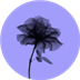 Lilac Icon Image